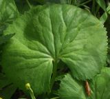 Ranunculus cassubicus. Прикорневой лист. Ленинградская обл., середина мая.