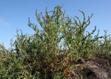 Atriplex nudicaulis. Плодоносящее растение. Архангельская обл., г. Северодвинск, о. Ягры, берег р. Ягринки. 25.08.2011.