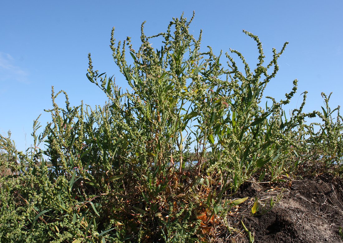 Image of Atriplex nudicaulis specimen.