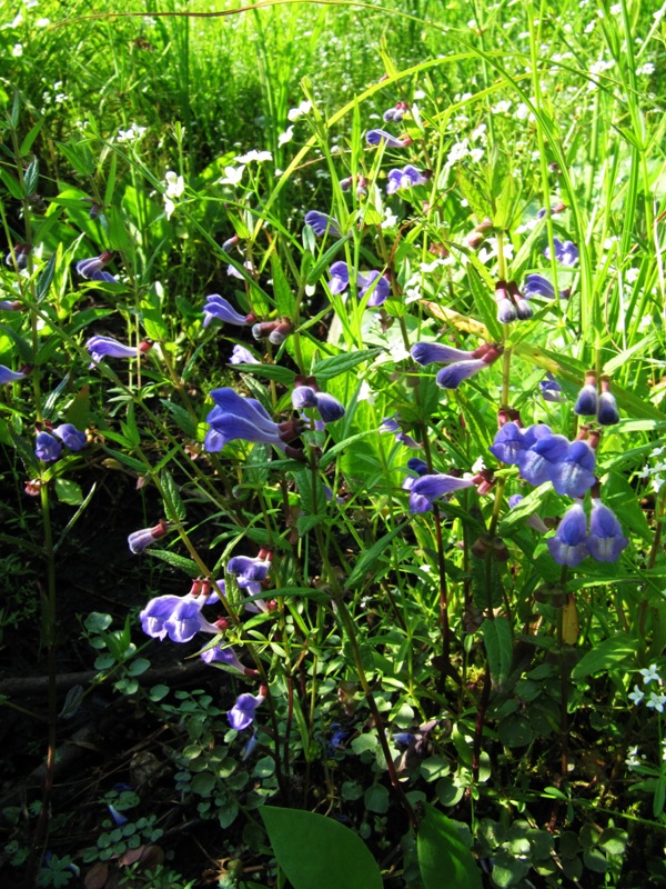 Image of Scutellaria galericulata specimen.