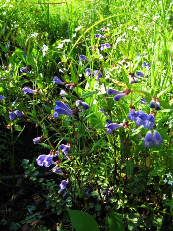 Изображение особи Scutellaria galericulata.