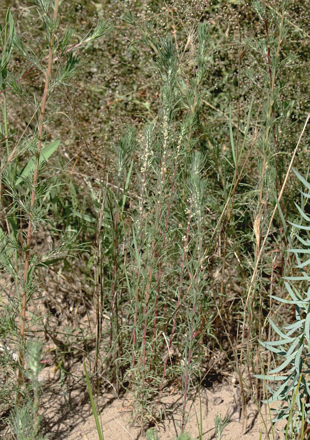 Image of Bassia laniflora specimen.