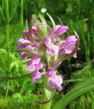 Dactylorhiza incarnata. Соцветие. Архангельская обл., Вельский р-н, окр. пос. Усть-Шоноша, замоховелый берег р. Вель. 26.06.2011.