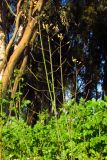 Brassica sisymbrioides. Верхушки побегов с цветками и плодами. Израиль, Шарон, г. Герцлия, парк. 18.01.2012.