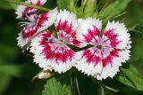 Dianthus barbatus