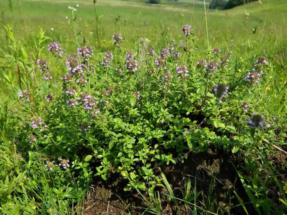 Изображение особи Thymus pulegioides.