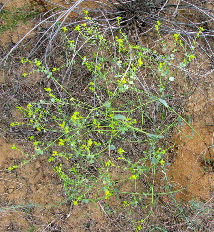 Image of Euphorbia seguieriana specimen.