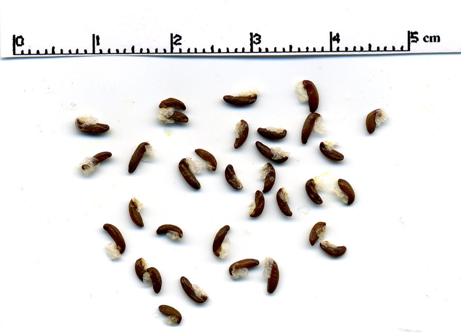 Image of Epimedium pubigerum specimen.