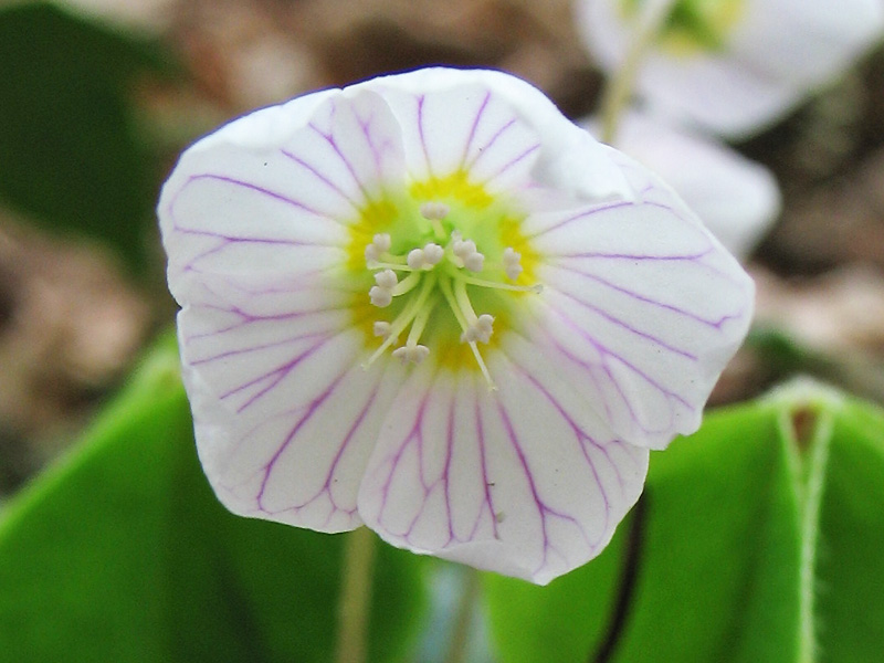 Изображение особи Oxalis acetosella.