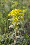 Euphorbia stepposa