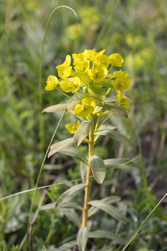 Изображение особи Euphorbia stepposa.