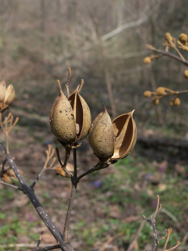 Изображение особи Paulownia tomentosa.