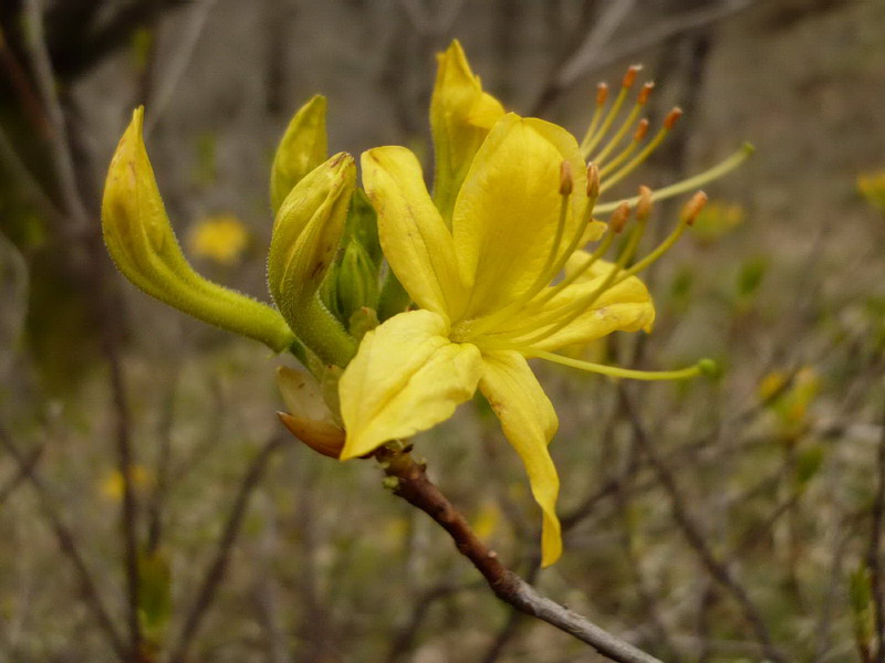 Изображение особи Rhododendron luteum.