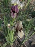 Iris korolkowii