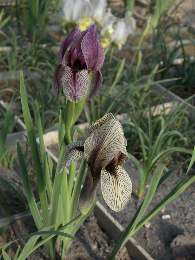 Image of Iris korolkowii specimen.