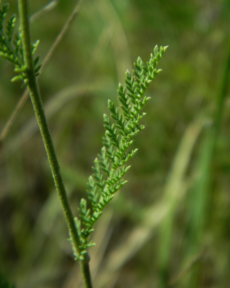 Image of Tanacetum millefolium specimen.