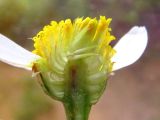 Anthemis cotula