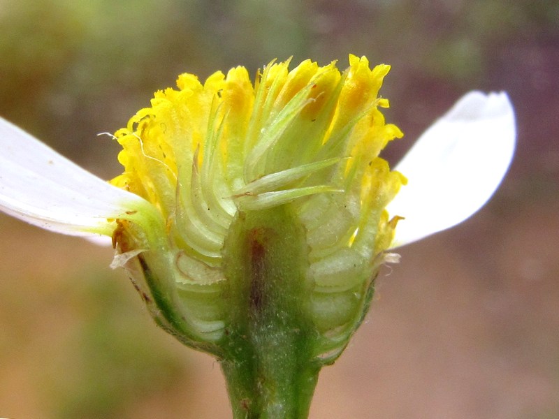 Изображение особи Anthemis cotula.