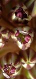 Allium curtum. Цветки. Израиль, Шарон, г. Герцлия, травостой на песчаной почве. 24.04.2008.