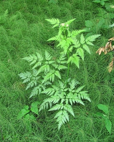 Изображение особи Anthriscus sylvestris.