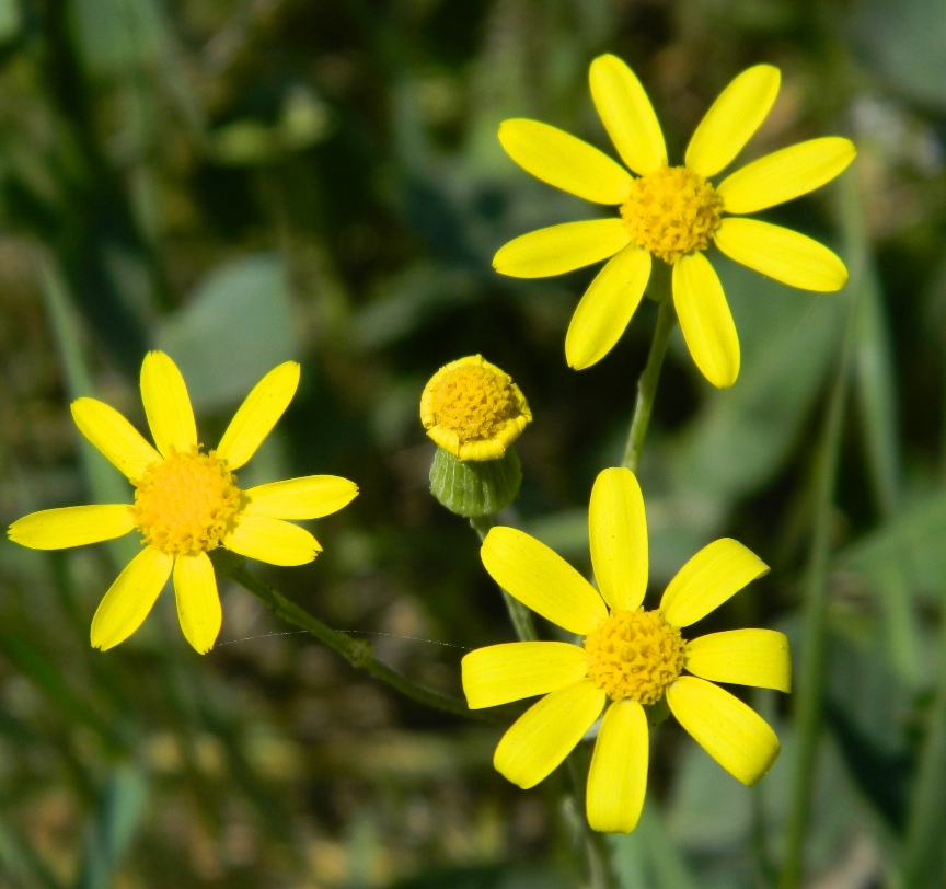 Image of Senecio vernalis specimen.