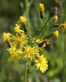 Crepis praemorsa. Соцветие. Ленинградская обл., Кингисеппский р-н. 15.06.2012.