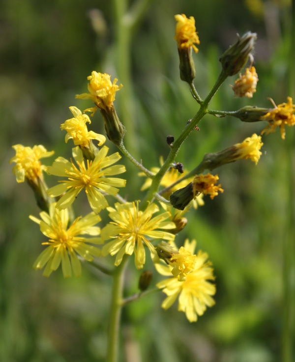 Изображение особи Crepis praemorsa.