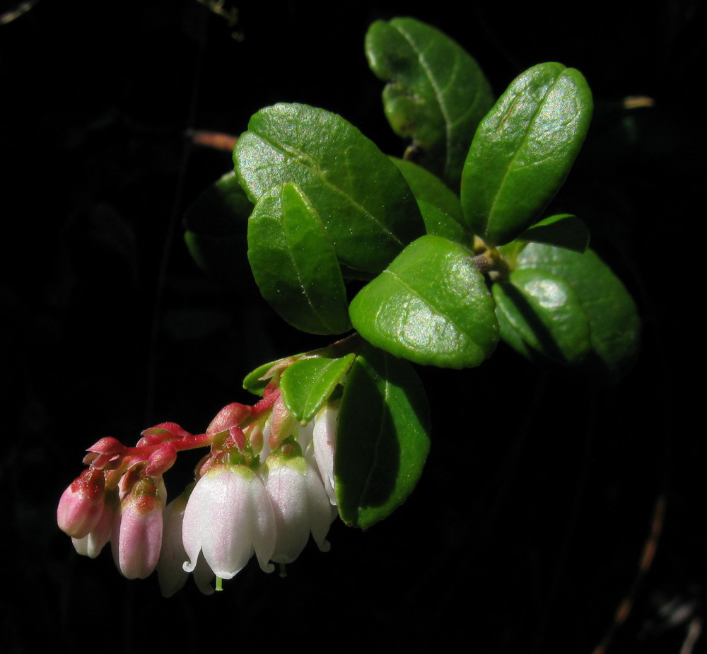 Image of Vaccinium vitis-idaea var. minus specimen.