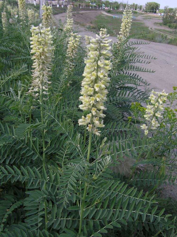 Изображение особи Pseudosophora alopecuroides.