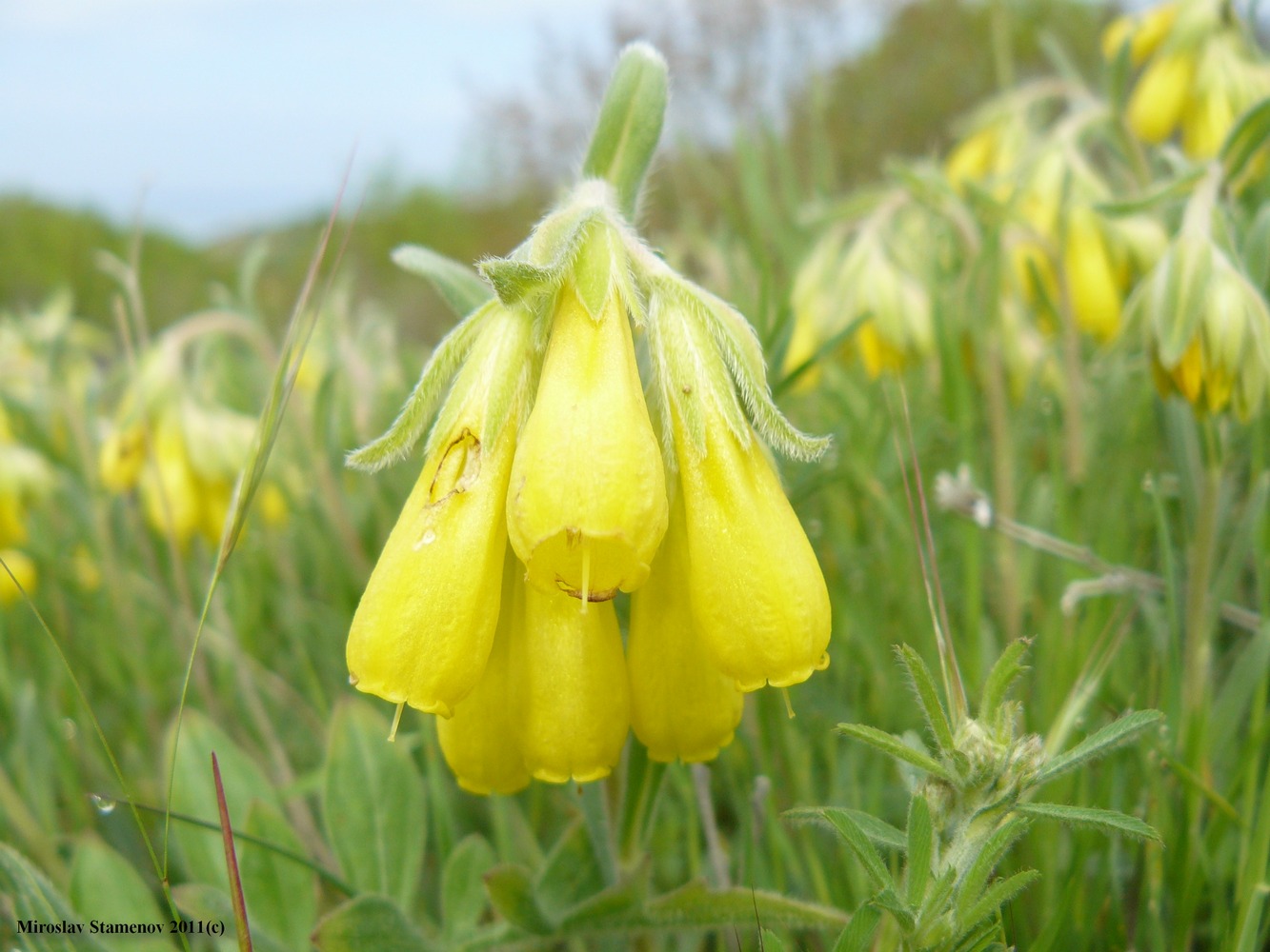 Image of Onosma taurica specimen.