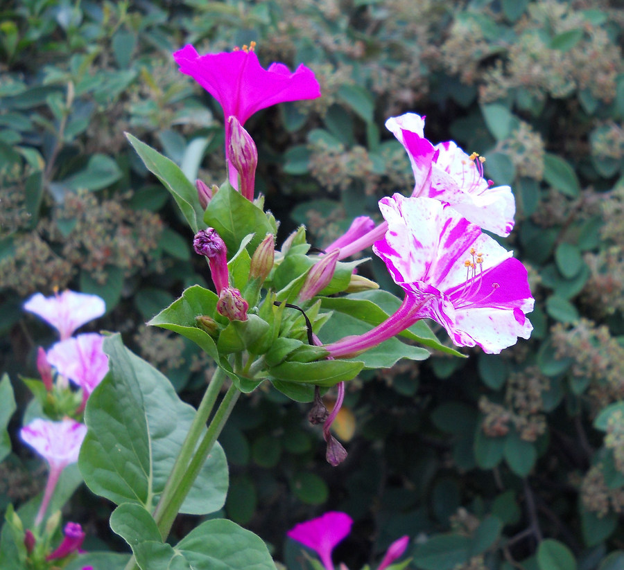 Изображение особи Mirabilis jalapa.