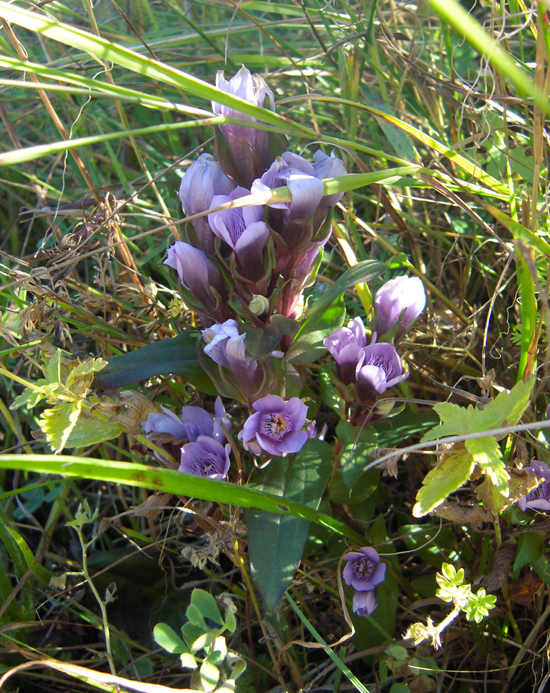 Image of Gentianella biebersteinii specimen.