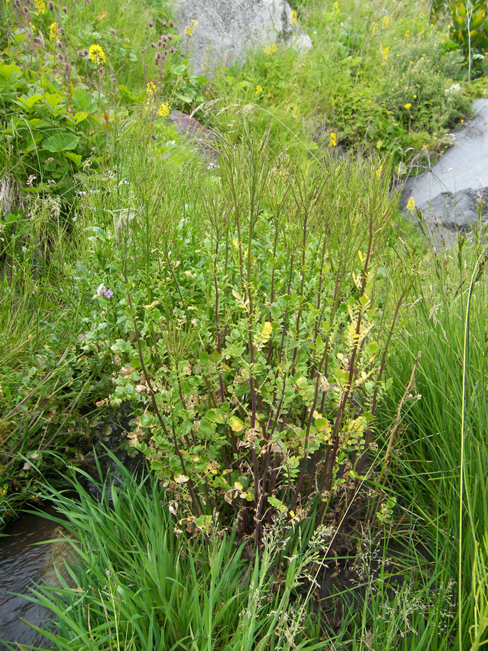 Image of Cardamine iliciana specimen.