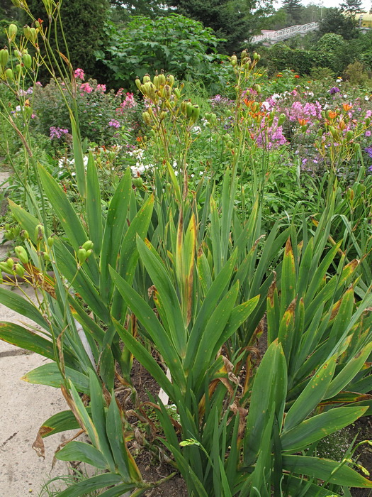 Изображение особи Belamcanda chinensis.