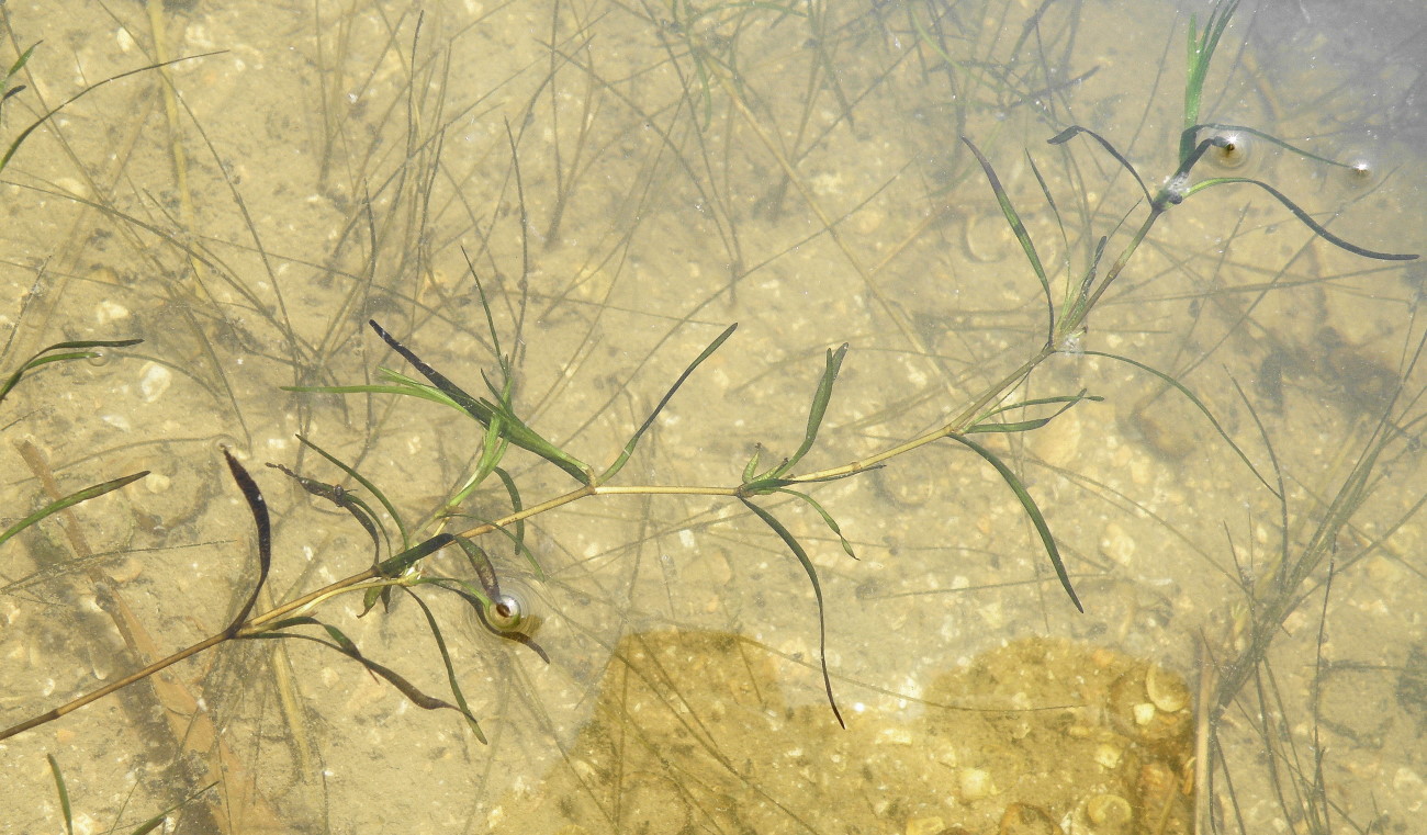 Image of Zannichellia major specimen.