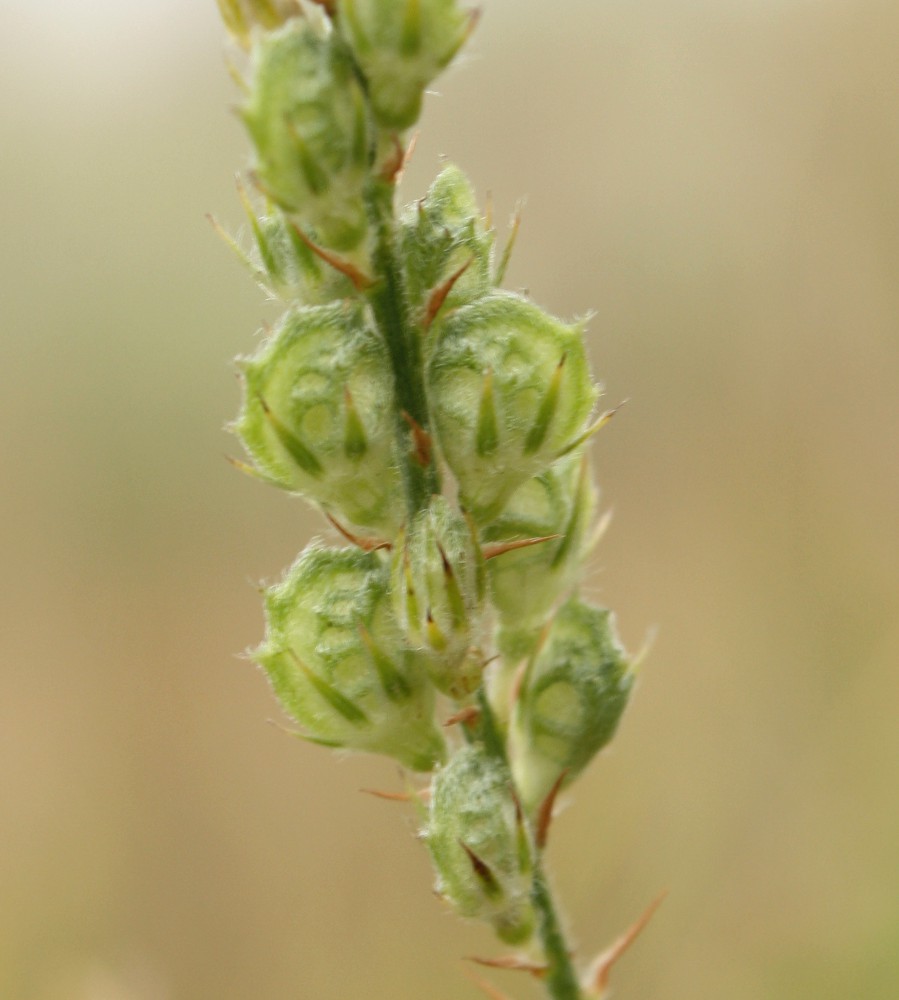 Image of Onobrychis arenaria specimen.