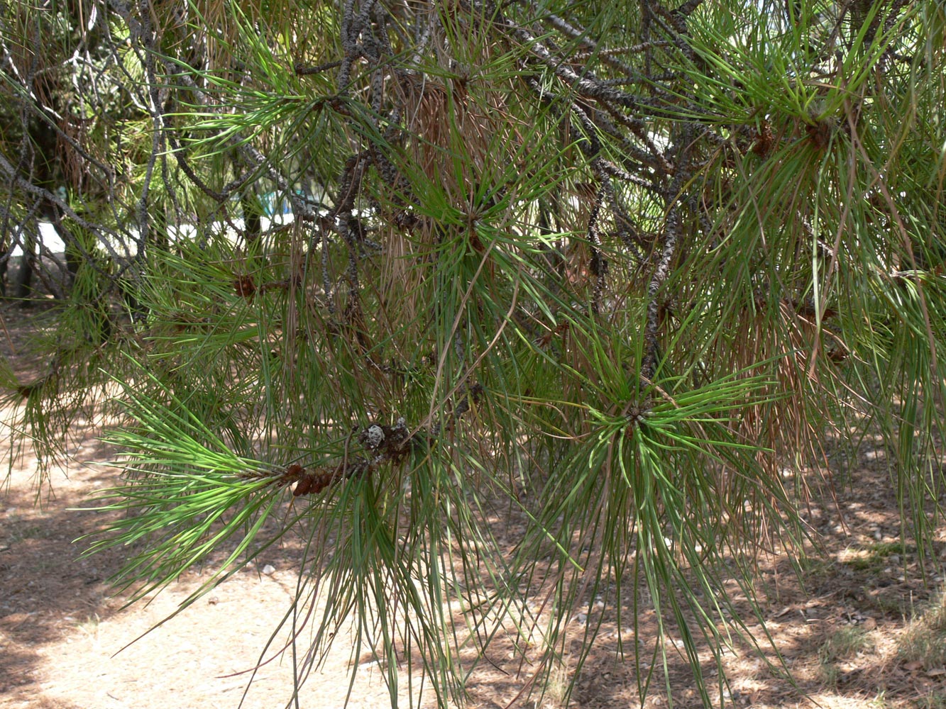 Изображение особи Pinus pinea.