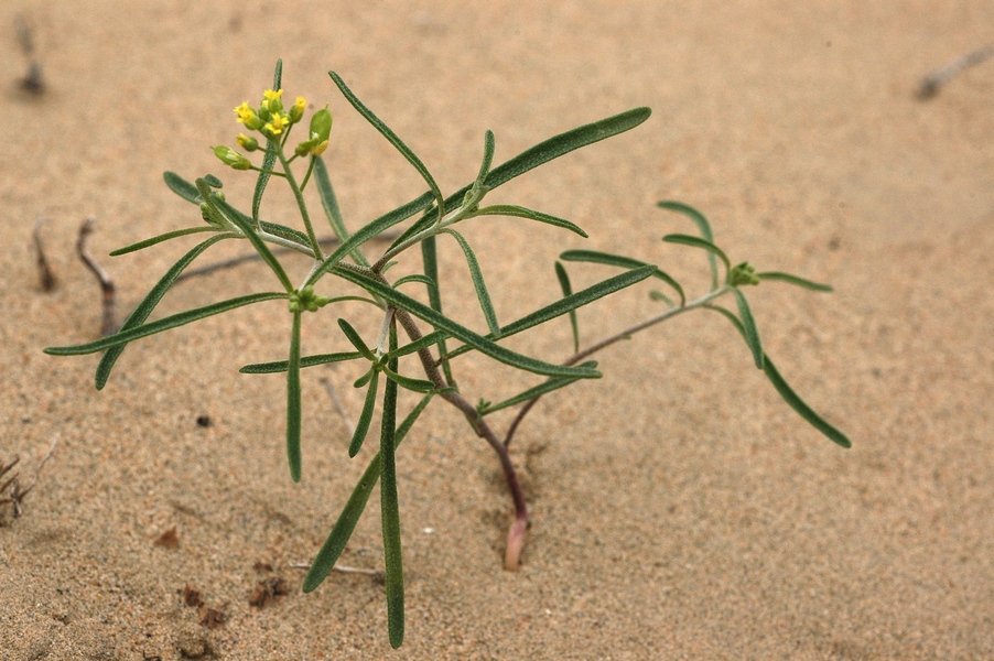 Image of Meniocus linifolius specimen.