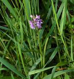 Dactylorhiza baltica