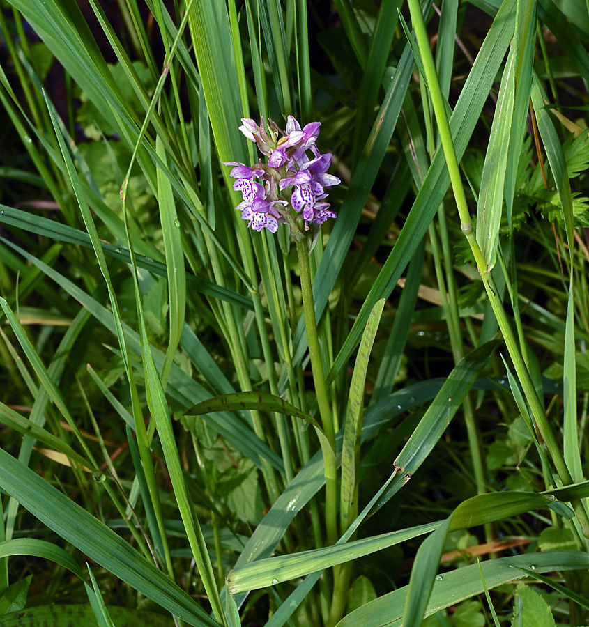 Изображение особи Dactylorhiza baltica.