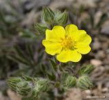 Potentilla astracanica