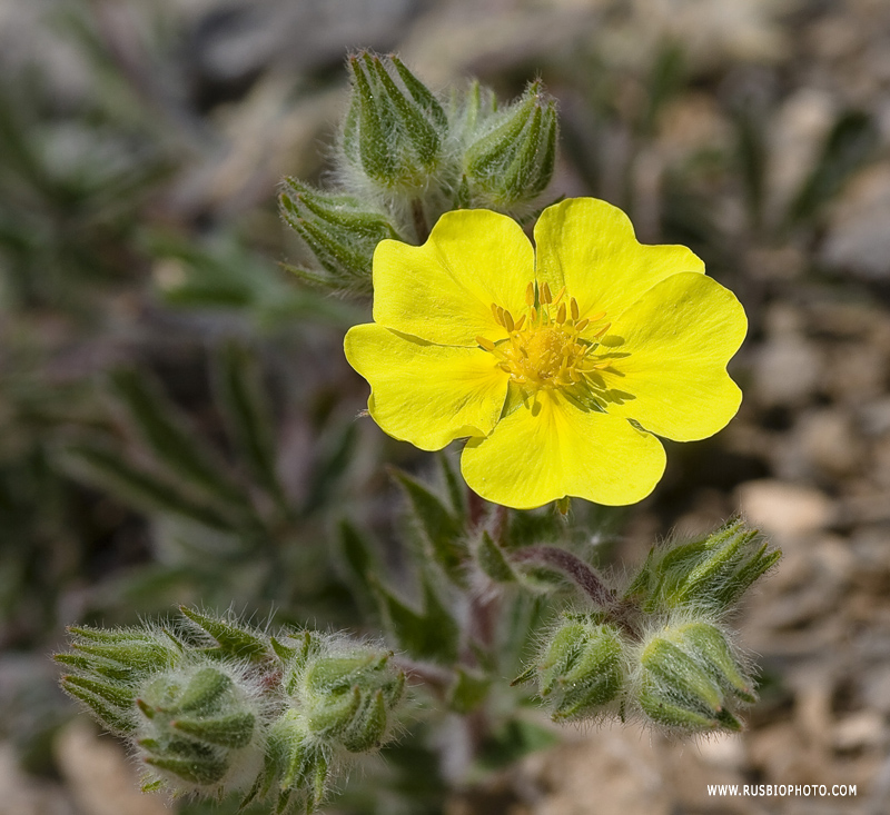 Image of Potentilla astracanica specimen.