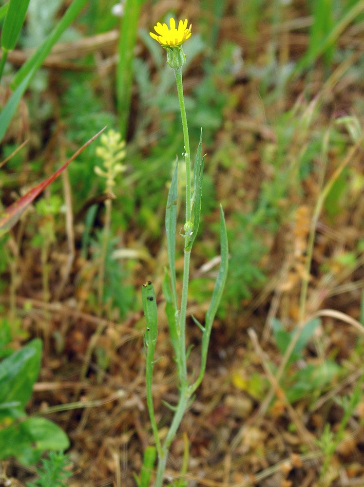 Image of Scorzonera laciniata specimen.