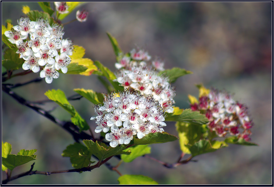 Image of Physocarpus opulifolius specimen.