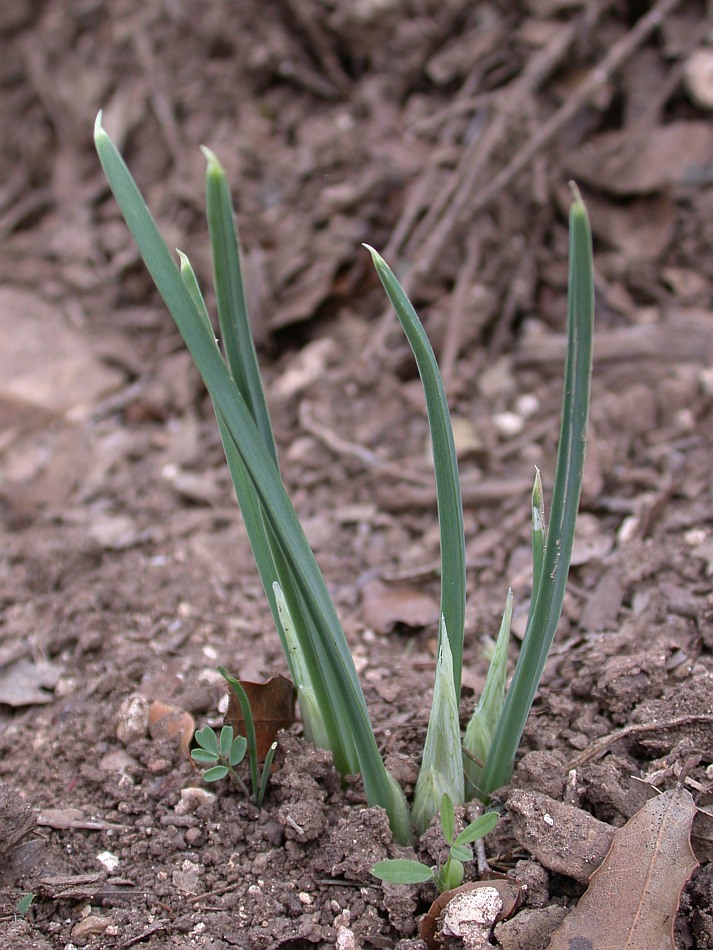 Image of Iridodictyum vartanii specimen.