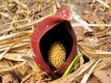 Symplocarpus renifolius