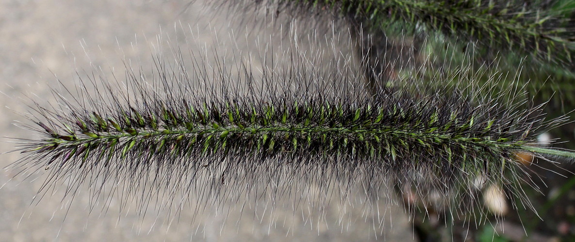 Изображение особи Pennisetum alopecuroides.