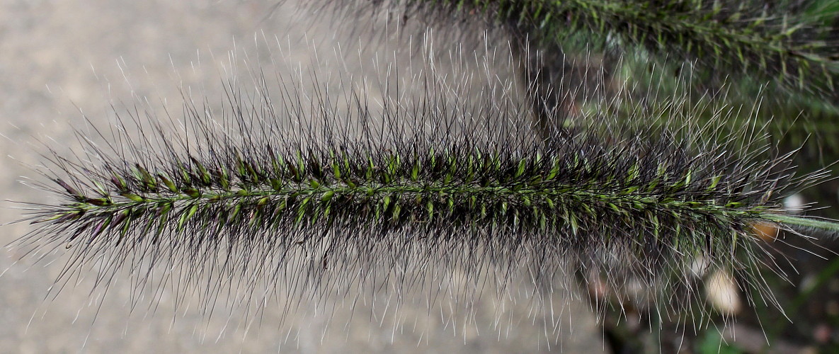 Image of Pennisetum alopecuroides specimen.