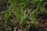 Scirpus sylvaticus. Молодые побеги на ключевом болотце. Санкт-Петербург, Старый Петергоф, парк \"Сергиевка\". 10.05.2009.