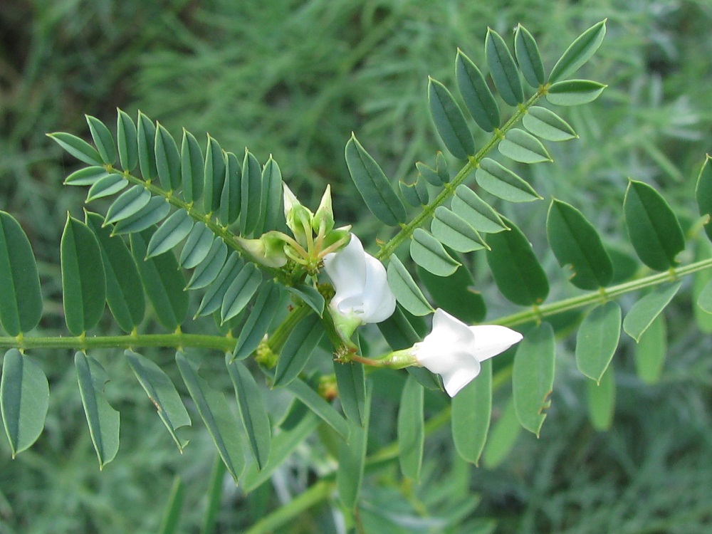 Image of Securigera varia specimen.